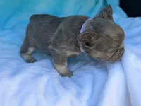 Lulee, a female French Bulldog for sale in Beaumont, CA – Photo 4 of 10