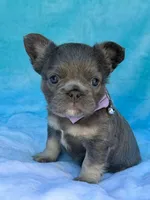 Lulee, a female French Bulldog for sale in Beaumont, CA – Photo 9 of 10