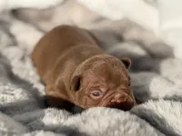 Rocky, a male French Bulldog for sale in Beaumont, CA – 8 of 10
