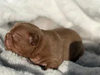 Rocky, a male French Bulldog for sale in Beaumont, CA – 5 of 10