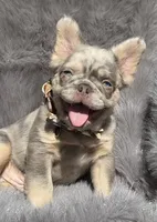 Wesley, a male French Bulldog for sale in Beaumont, CA – 8 of 10