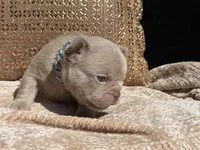 Charlie , a male French Bulldog for sale in Beaumont, CA – 6 of 10