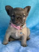 Aveline, a female French Bulldog for sale in Beaumont, CA – Photo 5 of 10