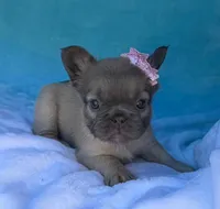 Aveline, a female French Bulldog for sale in Beaumont, CA – Photo 9 of 10