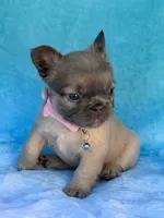 Aveline, a female French Bulldog for sale in Beaumont, CA – Photo 8 of 10