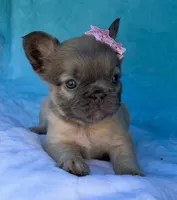 Aveline, a female French Bulldog for sale in Beaumont, CA – Photo 3 of 10