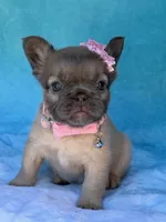 Aveline, a female French Bulldog for sale in Beaumont, CA – Photo 4 of 10