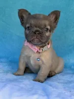 Aveline, a female French Bulldog for sale in Beaumont, CA – Photo 7 of 10