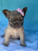 Aveline, a female French Bulldog for sale in Beaumont, CA – Photo 2 of 10