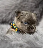 Briggs , a male French Bulldog for sale in Beaumont, CA – Photo 7 of 10