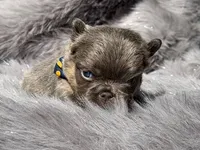 Briggs , a male French Bulldog for sale in Beaumont, CA – Photo 8 of 10