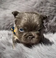 Briggs , a male French Bulldog for sale in Beaumont, CA – Photo 3 of 10