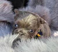 Briggs , a male French Bulldog for sale in Beaumont, CA – Photo 10 of 10