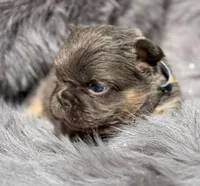 Briggs , a male French Bulldog for sale in Beaumont, CA – Photo 4 of 10