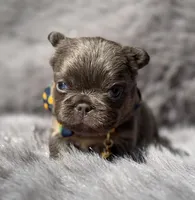 Briggs , a male French Bulldog for sale in Beaumont, CA – Photo 6 of 10