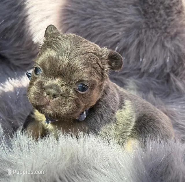 Briggs  – French Bulldog puppy for sale in Beaumont, CA