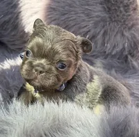 Briggs , a male French Bulldog for sale in Beaumont, CA – Photo 1 of 10