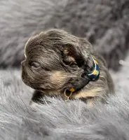 Briggs , a male French Bulldog for sale in Beaumont, CA – Photo 2 of 10