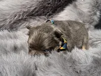 Briggs , a male French Bulldog for sale in Beaumont, CA – Photo 5 of 10