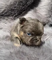 Briggs , a male French Bulldog for sale in Beaumont, CA – Photo 9 of 10