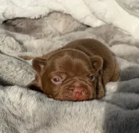 FUDGE , a male French Bulldog for sale in Beaumont, CA – 4 of 10