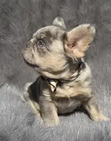 Wesley, a male French Bulldog for sale in Beaumont, CA – 6 of 10