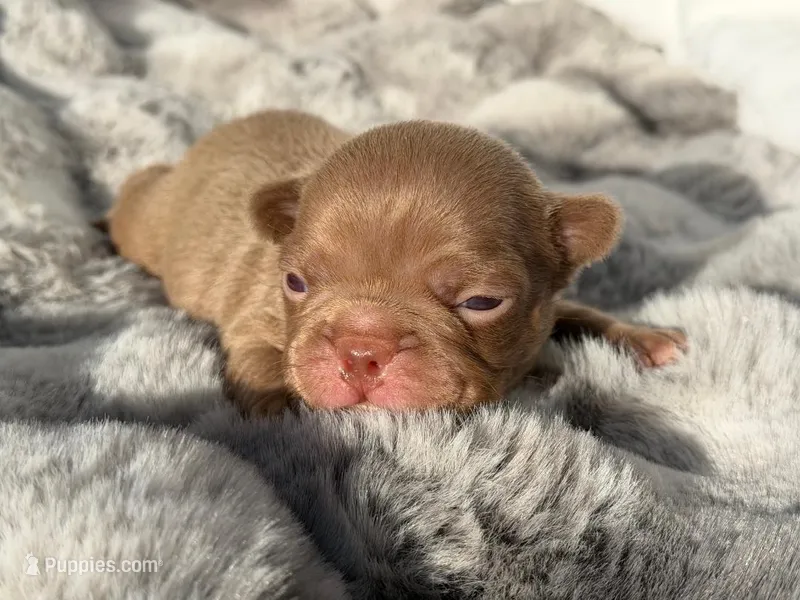Hazel  – French Bulldog puppy for sale in Beaumont, CA
