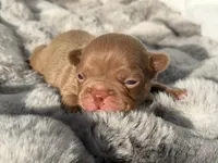 Hazel , a female French Bulldog for sale in Beaumont, CA – 1 of 10