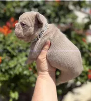 Charlie , a male French Bulldog for sale in Beaumont, CA – 9 of 10