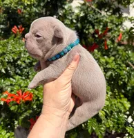 Lake , a male French Bulldog for sale in Beaumont, CA – 9 of 10