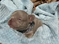 Charlie , a male French Bulldog for sale in Beaumont, CA – 5 of 10