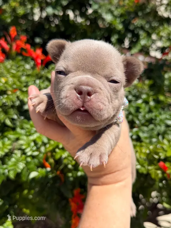 Rosie  – French Bulldog puppy for sale in Beaumont, CA