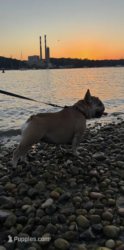 MJ – French Bulldog puppy for sale in Port Jefferson, NY