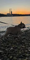 MJ, a female French Bulldog for sale in Port Jefferson, NY – 1 of 6