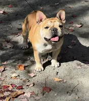 MJ, a female French Bulldog for sale in Port Jefferson, NY – 5 of 6