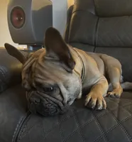 Bolo, a male French Bulldog for sale in Port Jefferson, NY – 6 of 6