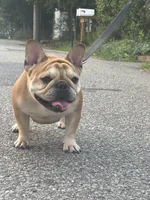 MJ, a female French Bulldog for sale in Port Jefferson, NY – 3 of 6