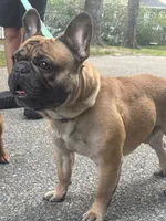 Bolo, a male French Bulldog for sale in Port Jefferson, NY – 1 of 6
