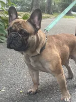 Bolo, a male French Bulldog for sale in Port Jefferson, NY – 4 of 6