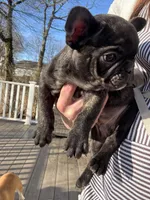 Little Alfalfa, a male French Bulldog for sale in Port Jefferson, NY – Photo 2 of 3
