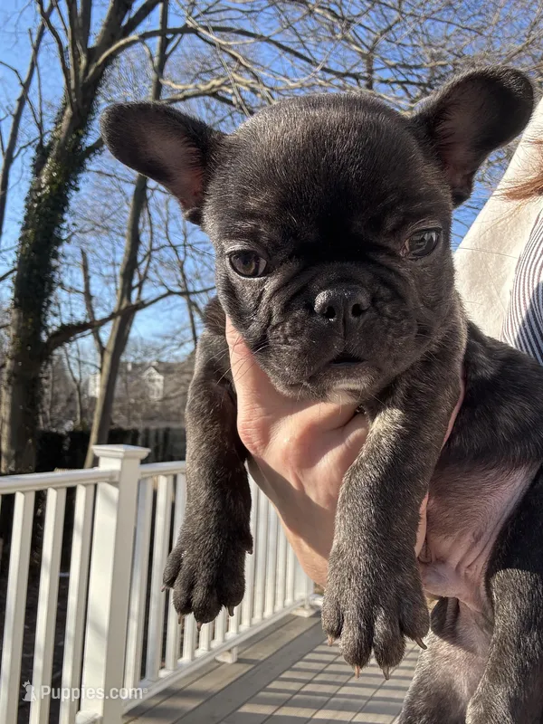 Little Alfalfa – French Bulldog puppy for sale in Port Jefferson, NY
