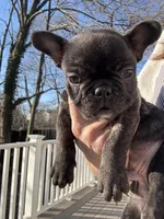 Little Alfalfa, a male French Bulldog for sale in Port Jefferson, NY – Photo 1 of 3