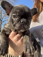 Little Alfalfa, a male French Bulldog for sale in Port Jefferson, NY – Photo 3 of 3