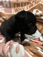 Bear, a male French Bulldog for sale in Port Jefferson, NY – Photo 2 of 4