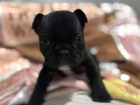 Bear, a male French Bulldog for sale in Port Jefferson, NY – Photo 1 of 4