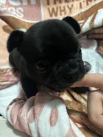 Bear, a male French Bulldog for sale in Port Jefferson, NY – Photo 4 of 4