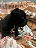 Bear, a male French Bulldog for sale in Port Jefferson, NY – Photo 3 of 4