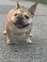 MJ, a female French Bulldog for sale in Port Jefferson, NY – 2 of 6