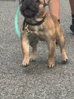 Bolo, a male French Bulldog for sale in Port Jefferson, NY – 3 of 6