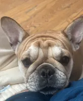 MJ, a female French Bulldog for sale in Port Jefferson, NY – 4 of 6